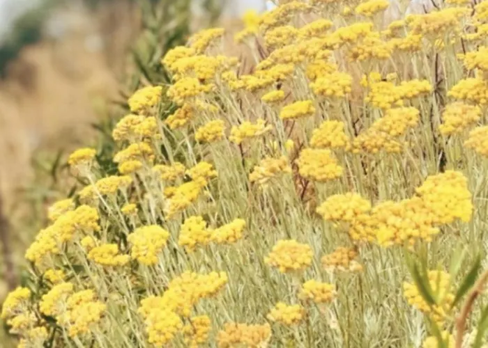 Aux Coeurs Du Mejean 3* Mas-Saint-Chely